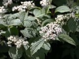 genus Viburnum