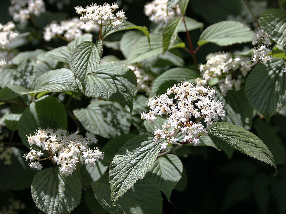 Изображение особи род Viburnum.