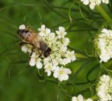 Daucus sativus. Зонтичек с фуражирующей пчелой медоносной. Восточный Казахстан, Уланский р-н, с. Украинка, дачный участок. 21.06.2016.