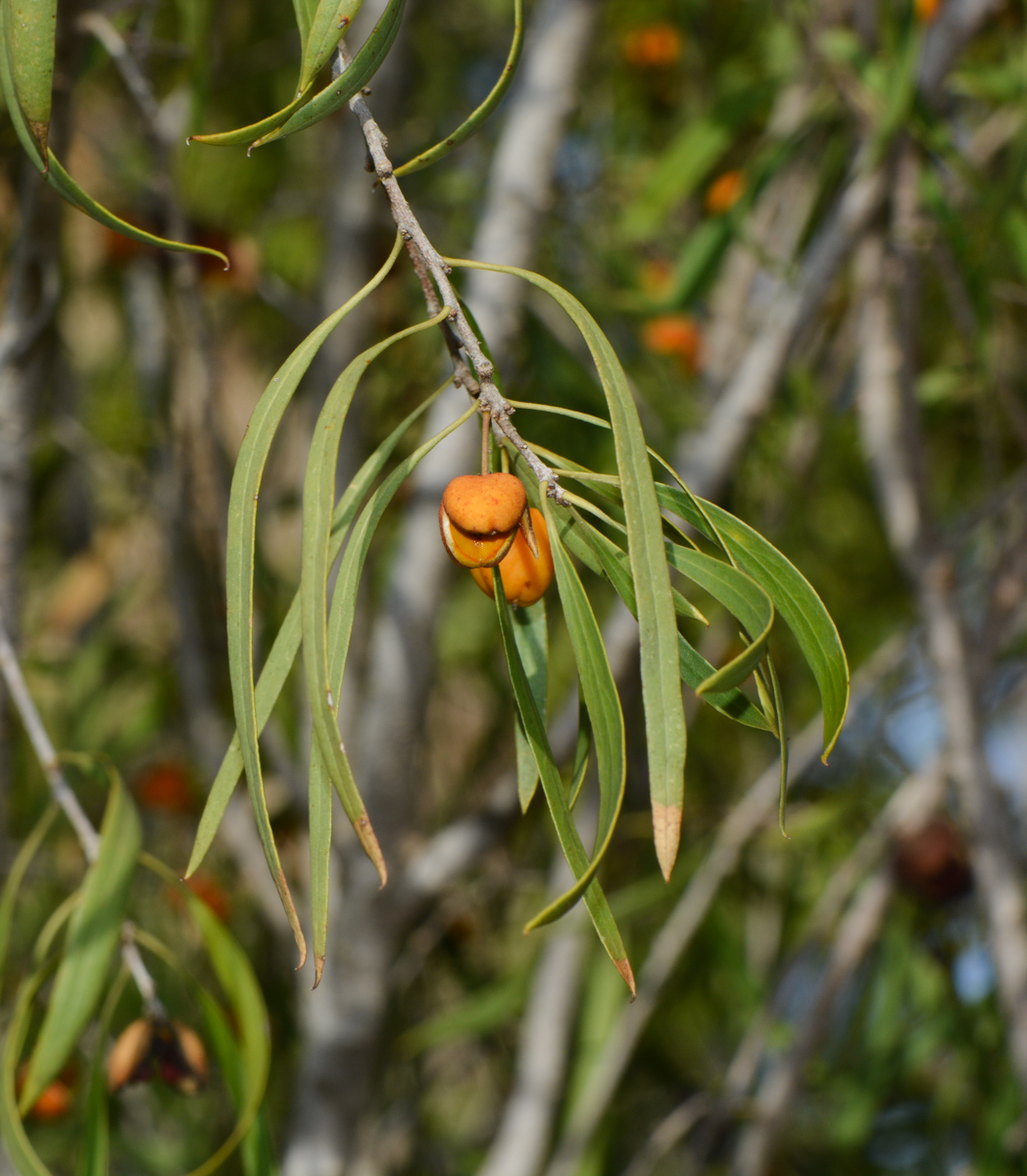 Image of Pittosporum phillyraeoides specimen.