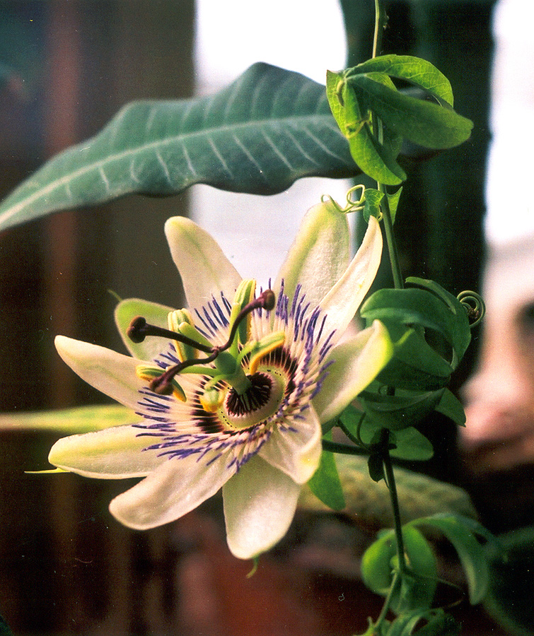 Изображение особи Passiflora caerulea.