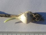Allium fuscoviolaceum