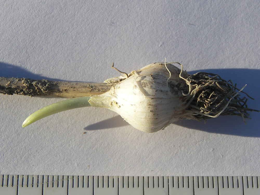 Image of Allium fuscoviolaceum specimen.