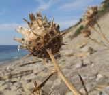 Centaurea salonitana. Верхушка побега с остатками сухого соплодия. Краснодарский край, м/о Анапа, окр. с. Варваровка, подошва приморского склона, у выхода на пляж русла временного водотока. 05.11.2016.