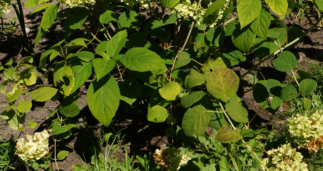 Image of Hydrangea arborescens specimen.