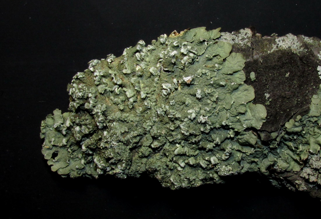 Image of Flavopunctelia soredica specimen.