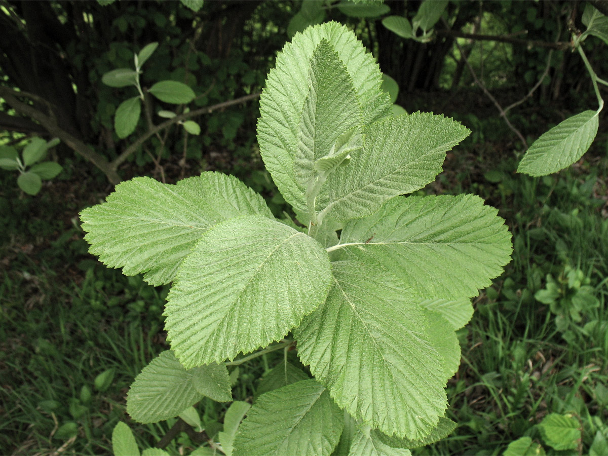 Image of Sorbus aria specimen.