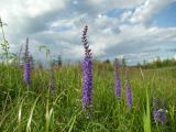 Veronica longifolia