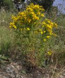 Hypericum perforatum