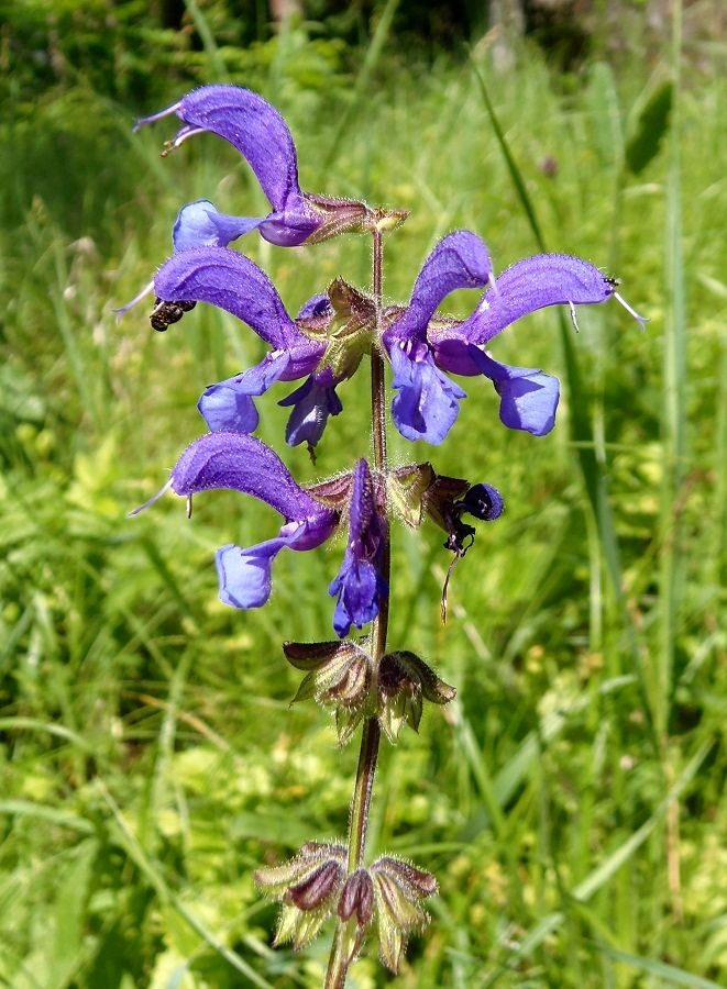 Image of Salvia stepposa specimen.