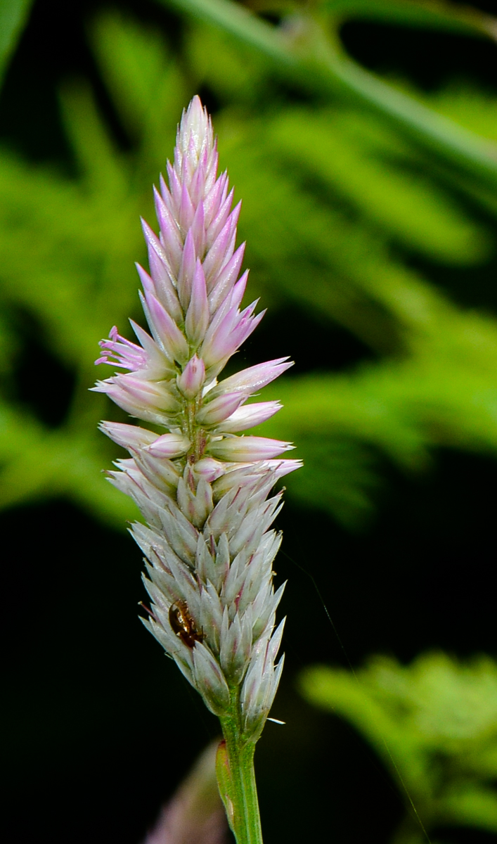 Image of Celosia spicata specimen.