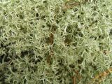 genus Cladonia