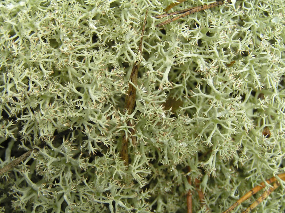 Изображение особи род Cladonia.