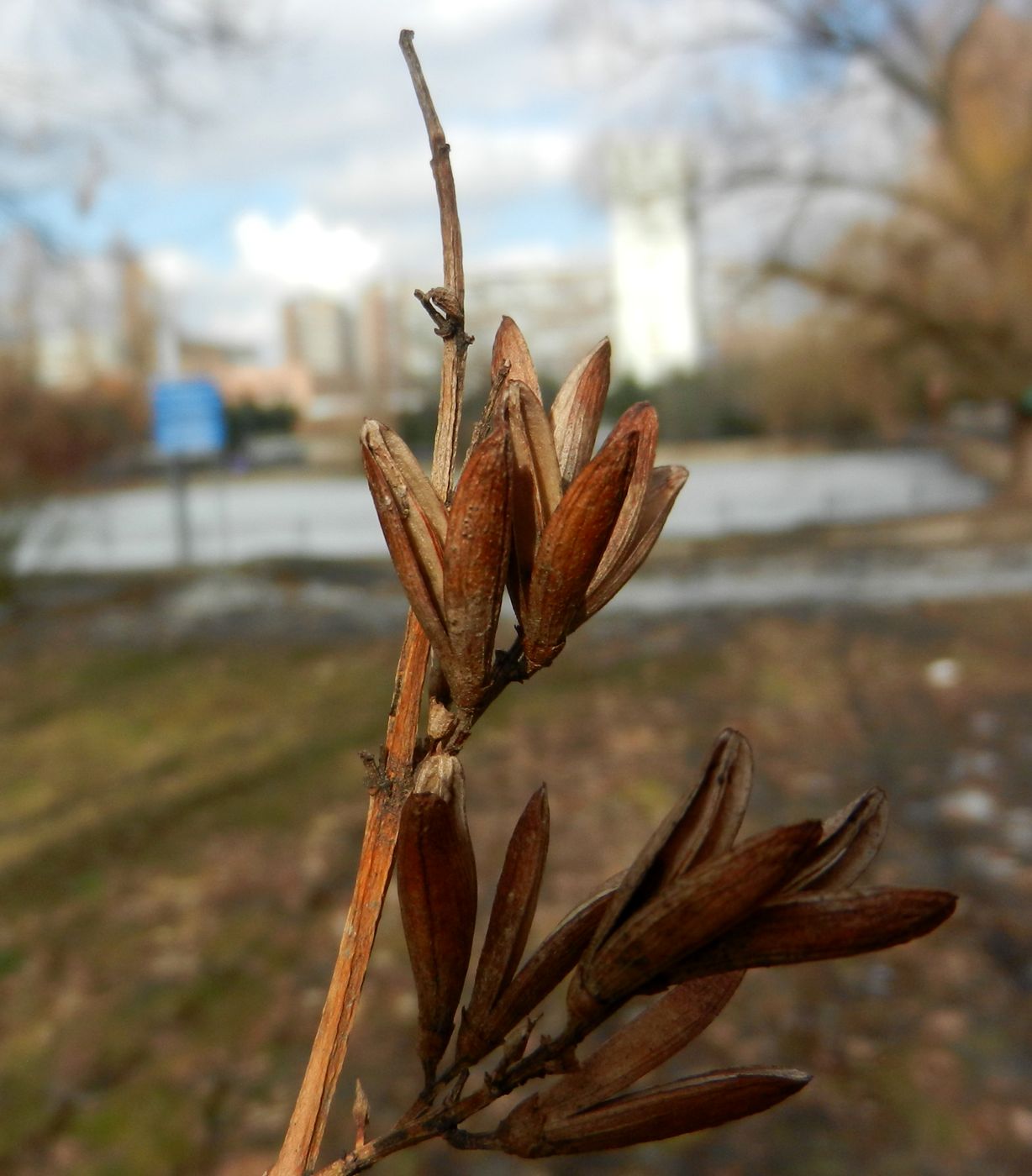 Image of Syringa josikaea specimen.