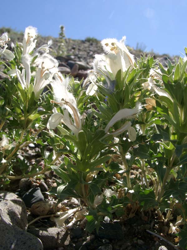 Изображение особи Lagochilus ilicifolius.