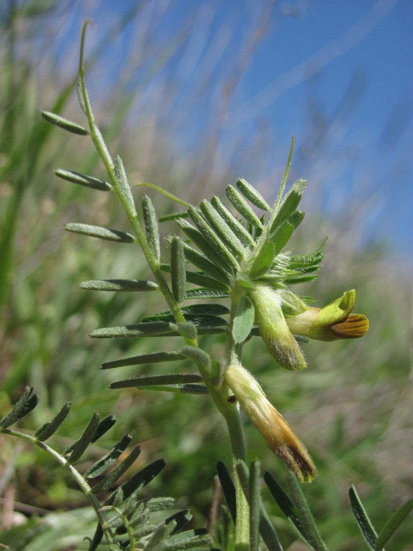 Изображение особи Vicia anatolica.