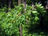 Caragana arborescens