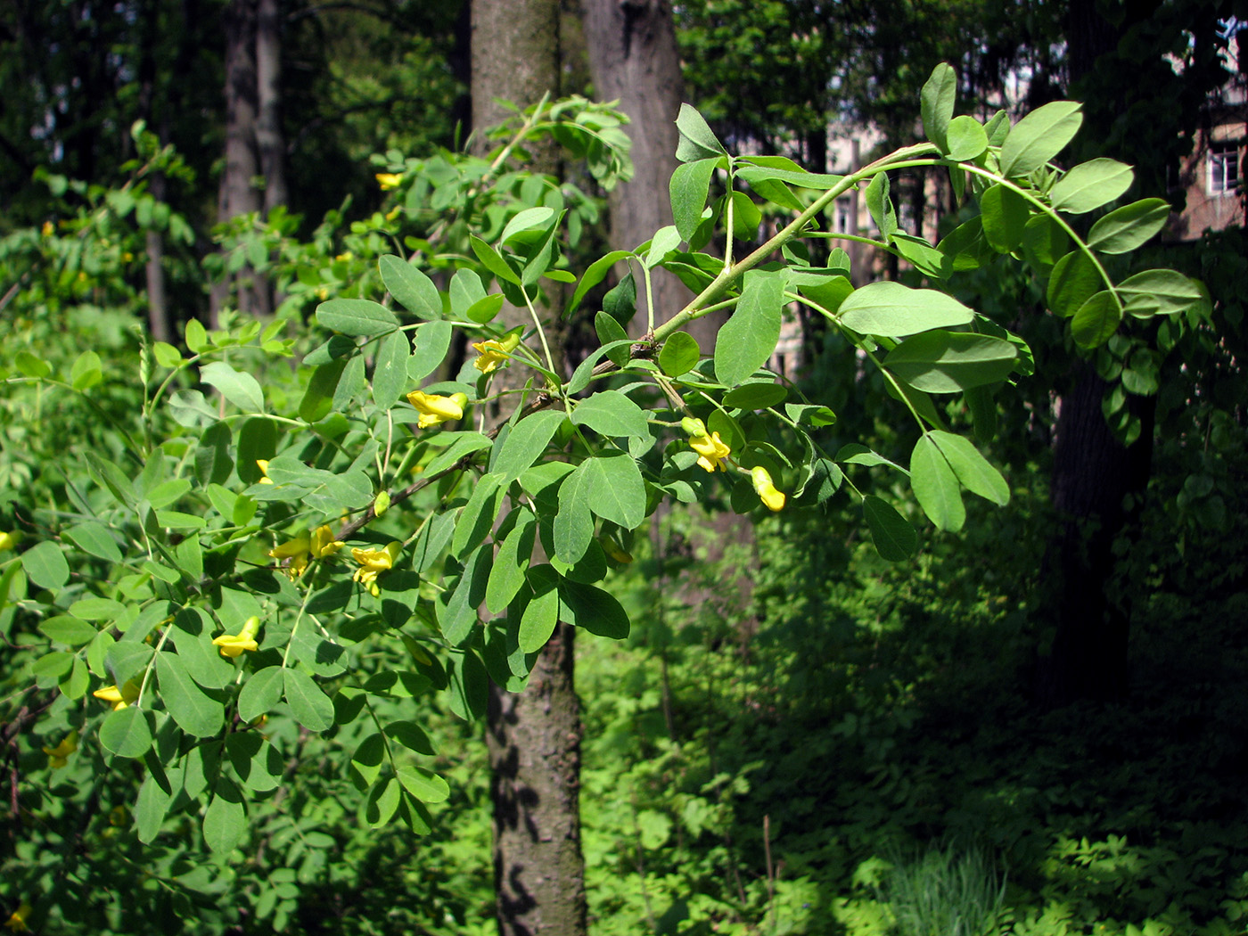 Изображение особи Caragana arborescens.