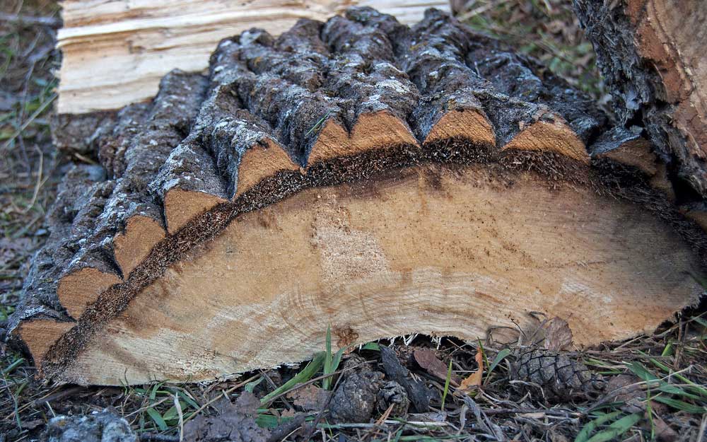 Image of Populus tremula specimen.