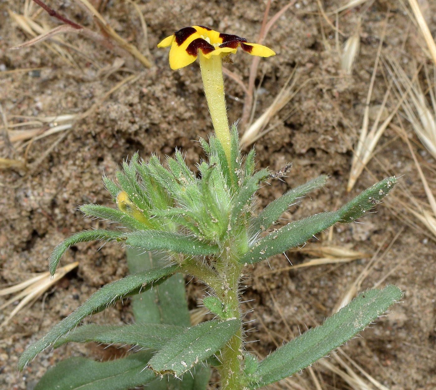 Изображение особи Arnebia coerulea.