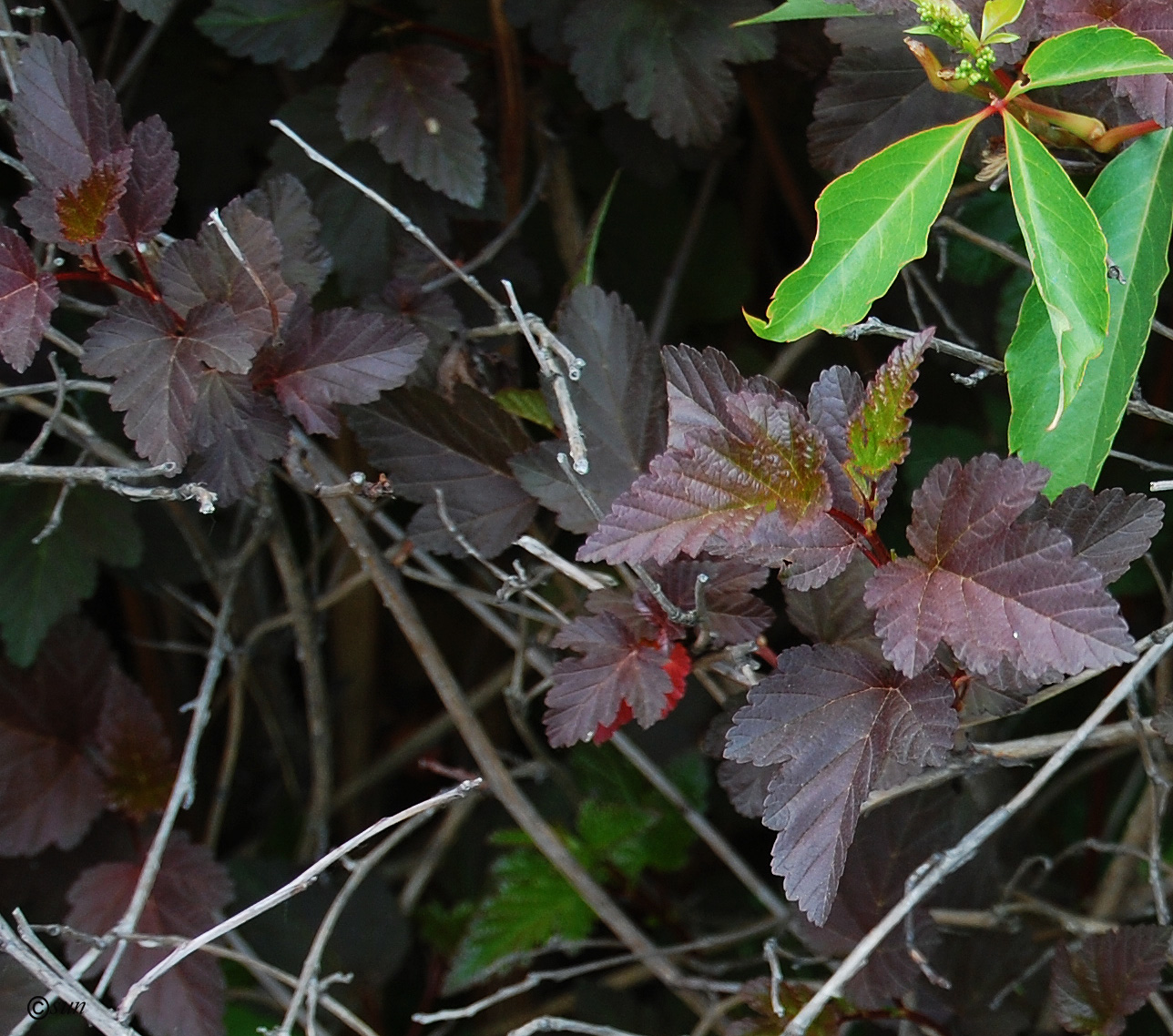 Изображение особи Physocarpus opulifolius.