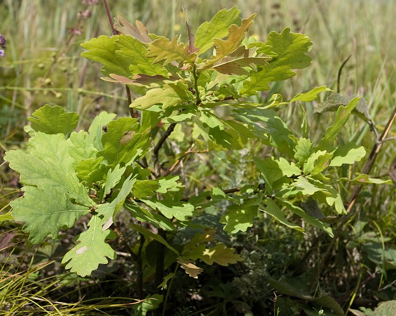 Image of Quercus robur specimen.