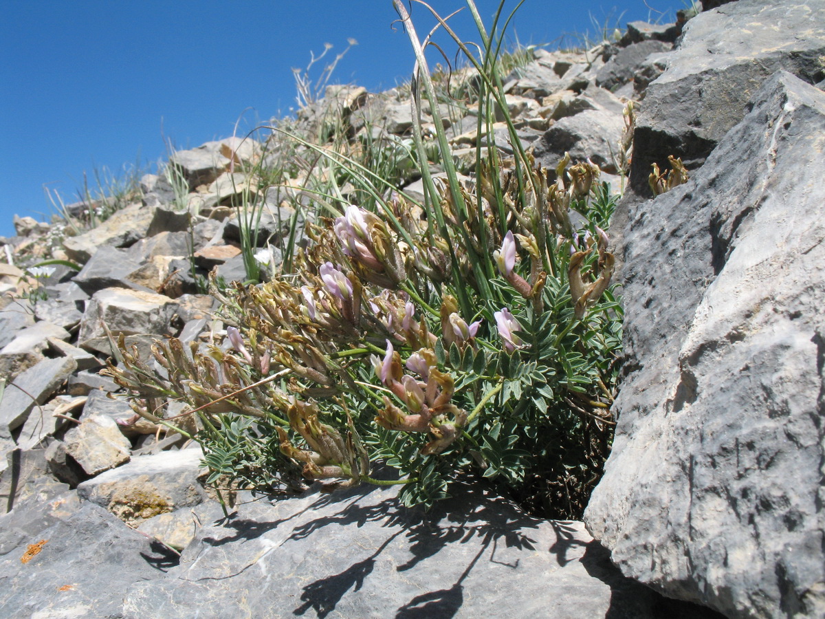 Изображение особи Astragalus variegatus.