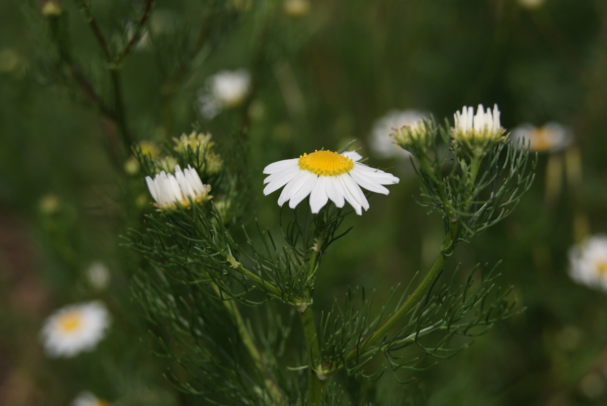 Изображение особи Tripleurospermum inodorum.