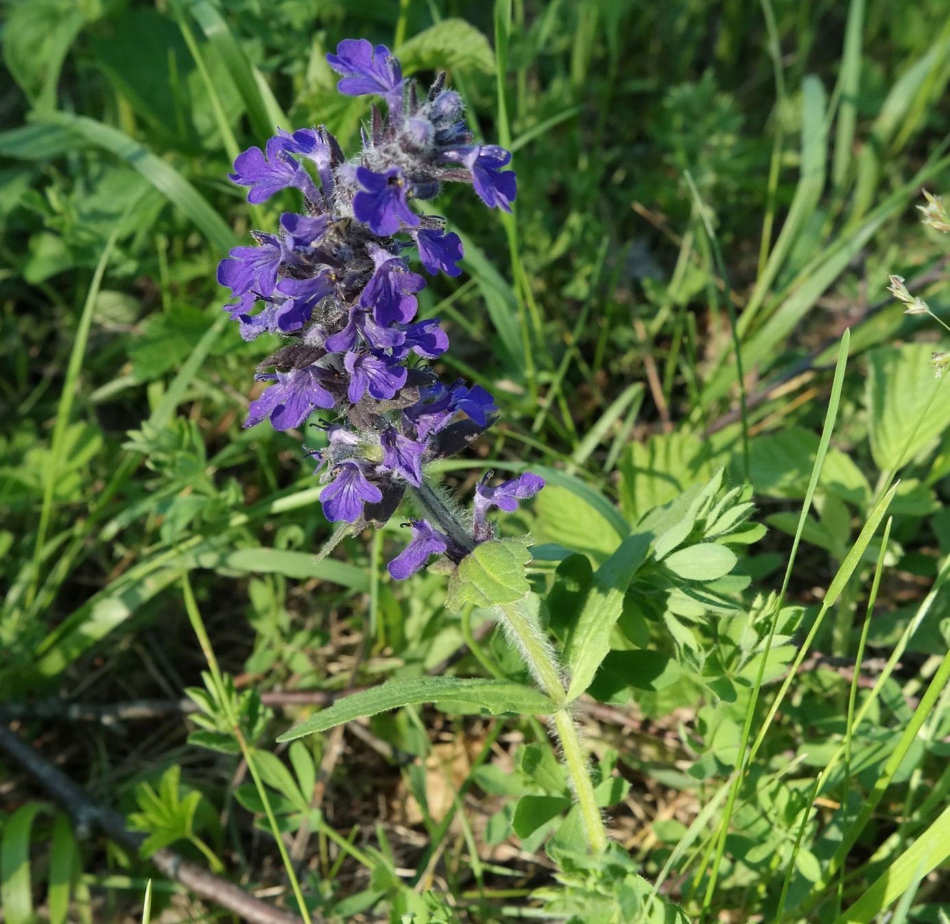 Image of Ajuga genevensis specimen.