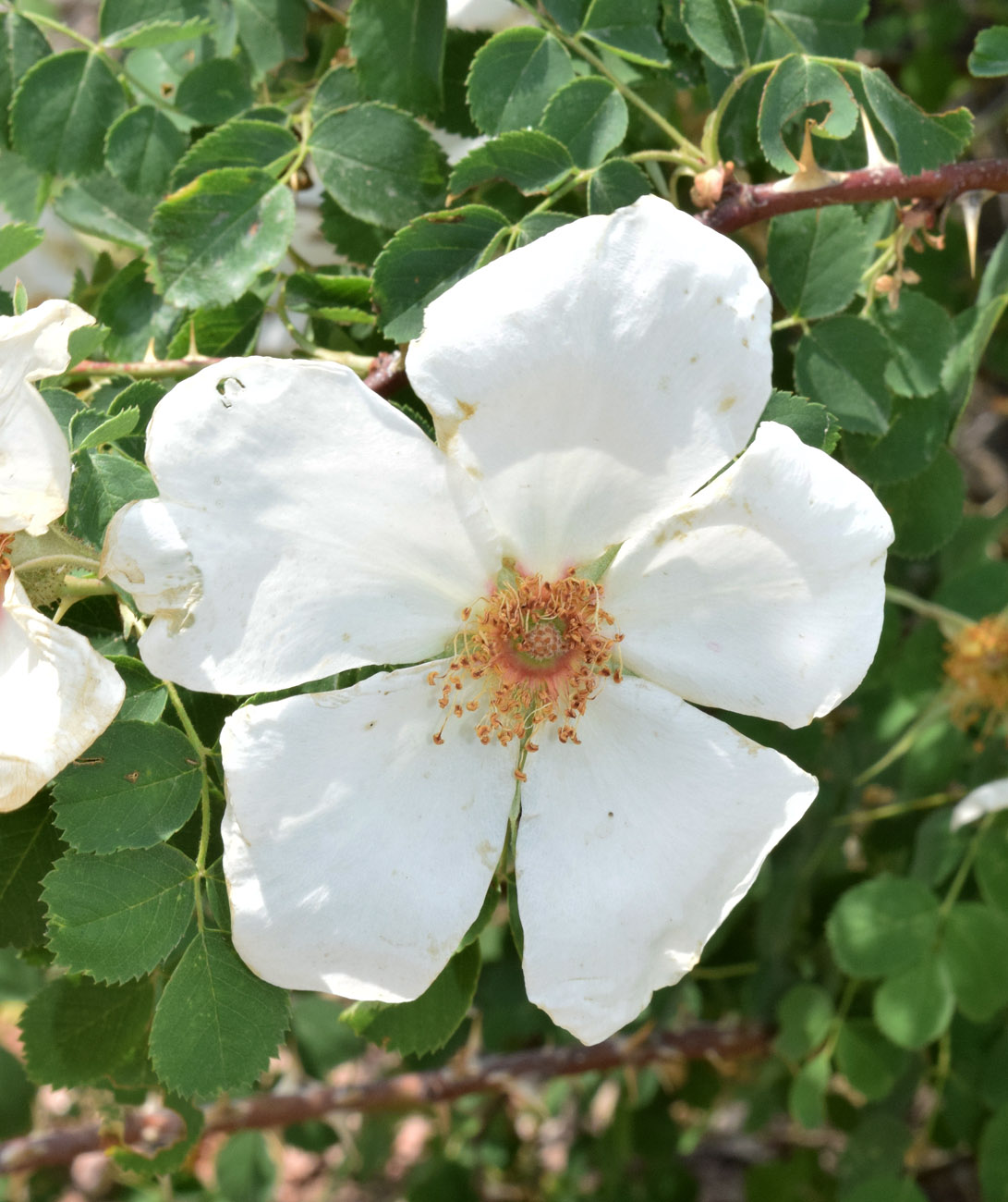 Image of Rosa fedtschenkoana specimen.