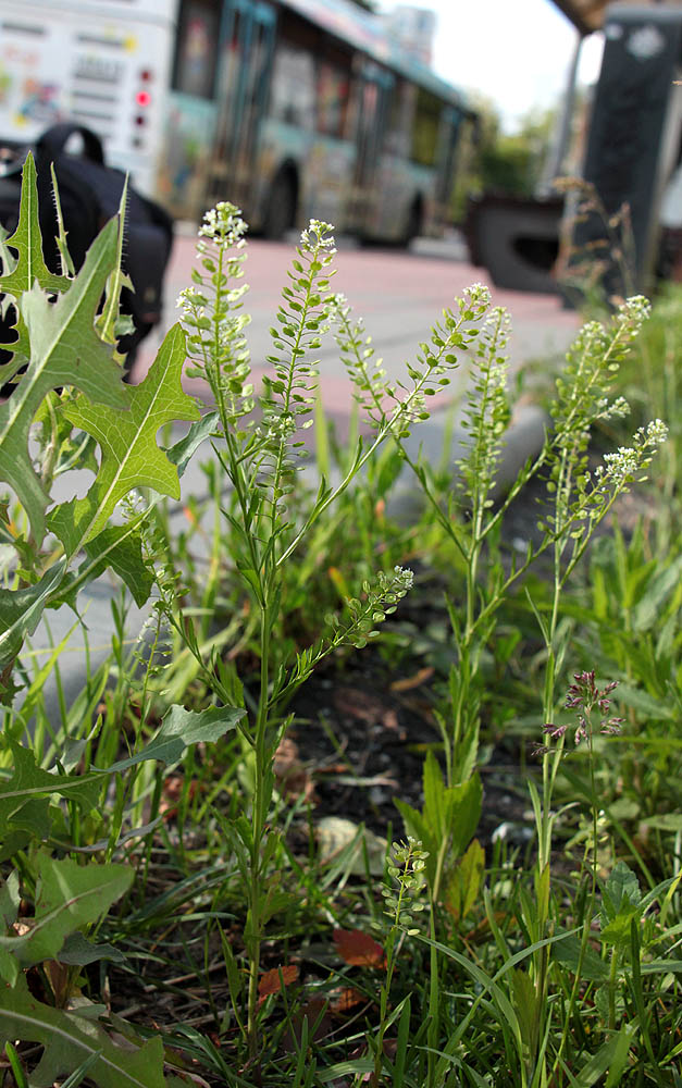 Image of Lepidium virginicum specimen.