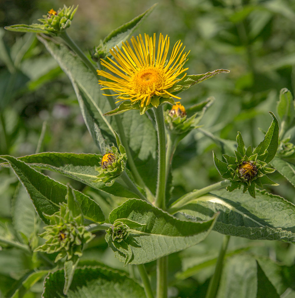 Изображение особи Inula helenium.