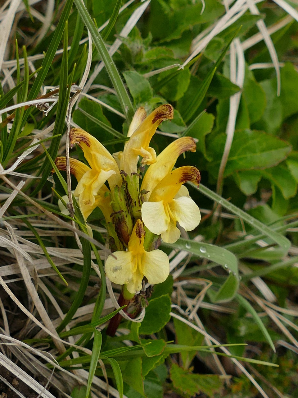 Image of Pedicularis oederi specimen.