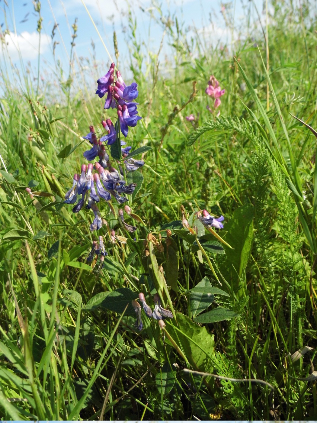 Image of Vicia unijuga specimen.