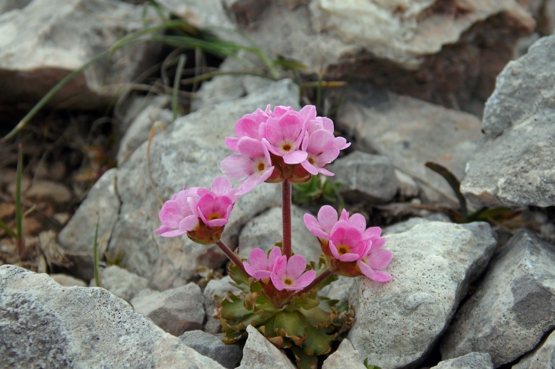 Image of Androsace albana specimen.