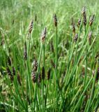 Eleocharis uniglumis