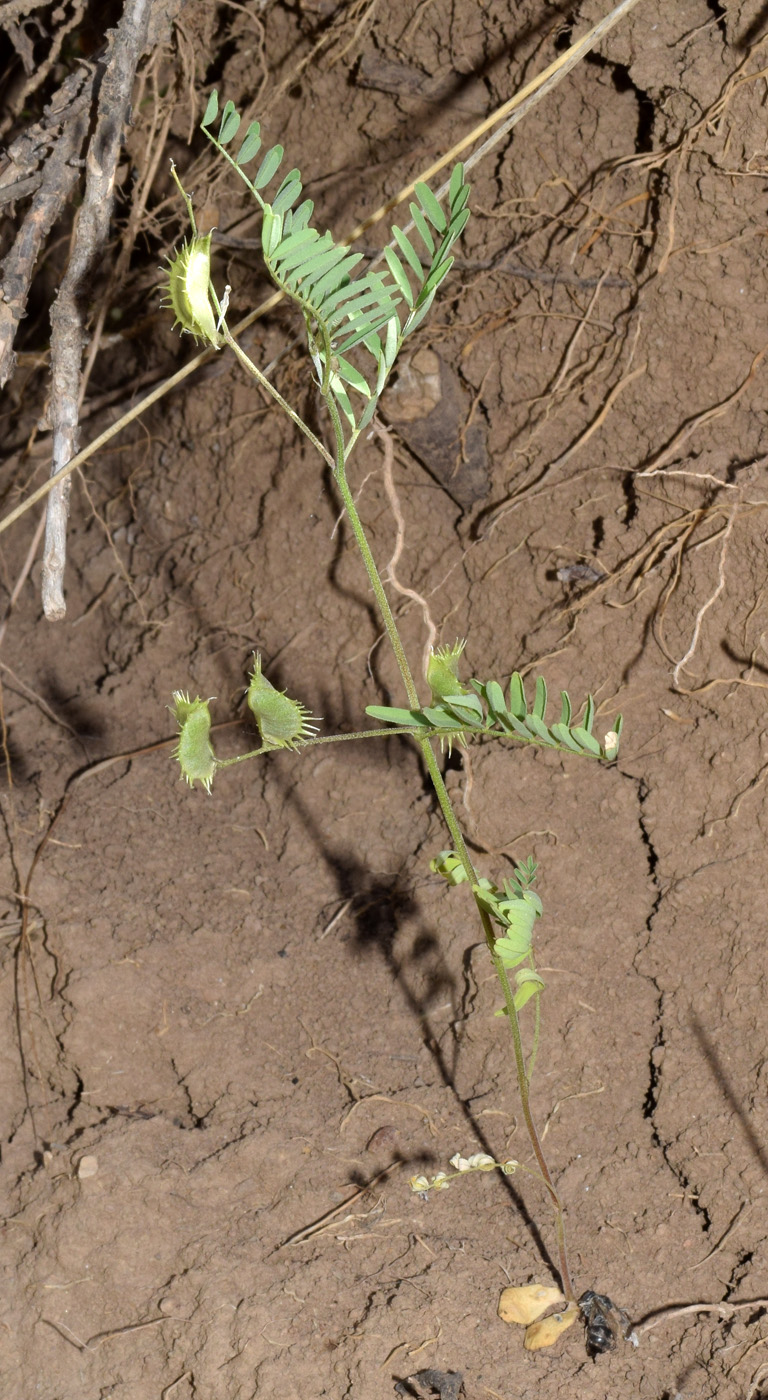 Изображение особи Astragalus schmalhausenii.