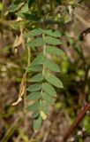 Image of taxon representative. Author is Мария Жукова