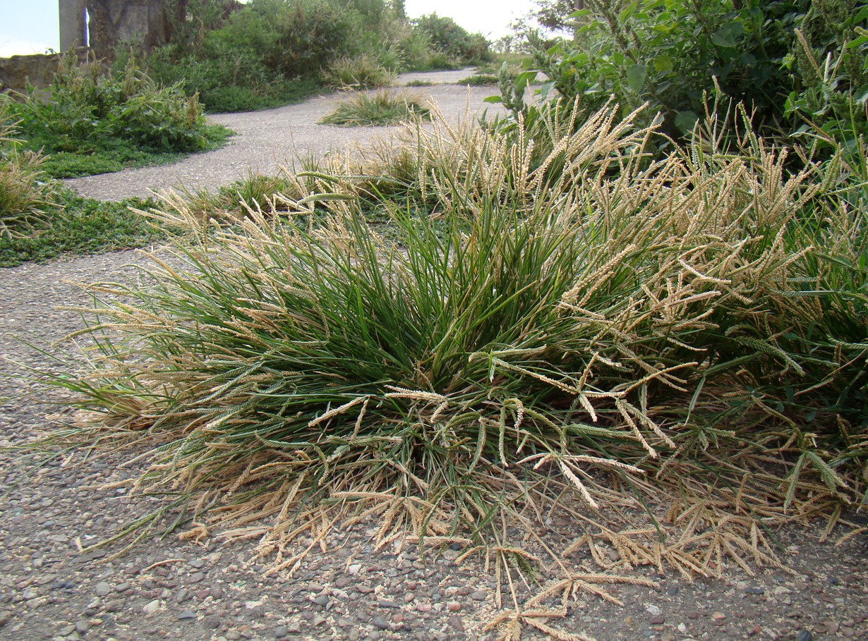 Image of Eleusine indica specimen.