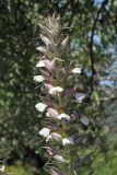 Acanthus spinosus