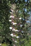 Acanthus spinosus. Соцветие. Греция, о-в Крит, ном Ханья (Νομός Χανίων), дим Киссамос (Κίσσαμος), травянистый склон с одиночными деревьями, у автомобильной дороги. 20 июня 2017 г.