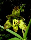 Fritillaria sajanensis. Цветок с искусственно развёрнутым околоцветником. Красноярский край, Ермаковский р-н, парк \"Ергаки\", долина р. Тушканчик, таёжное редколесье. 06.06.2017.