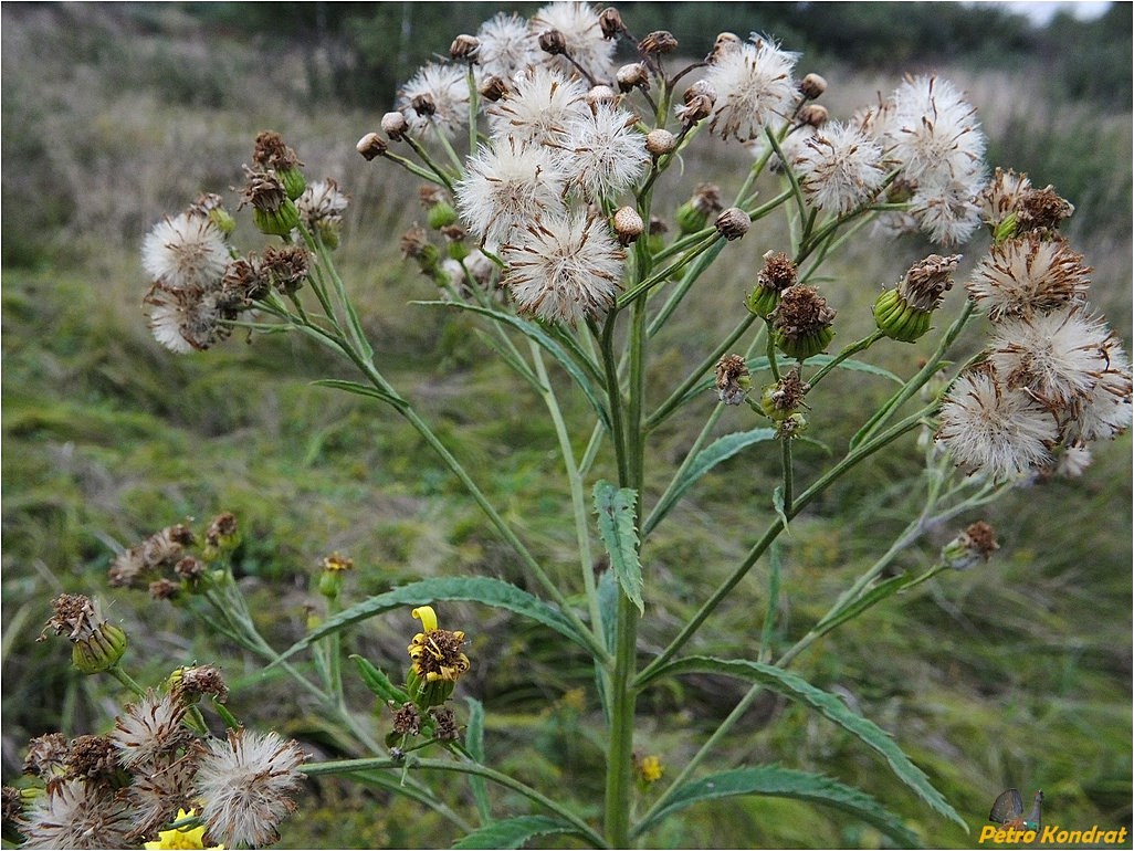 Image of Senecio paludosus specimen.