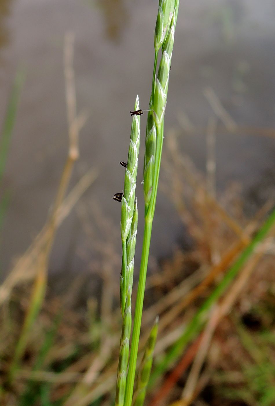 Image of Glyceria fluitans specimen.