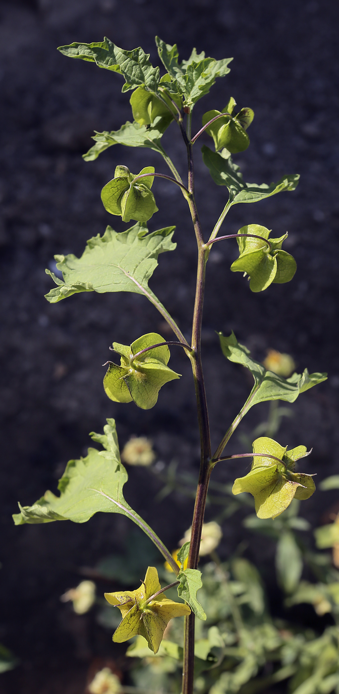 Image of Nicandra physalodes specimen.