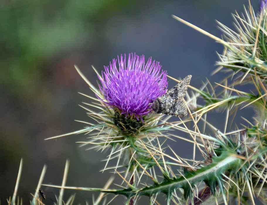 Изображение особи Cirsium glabrifolium.