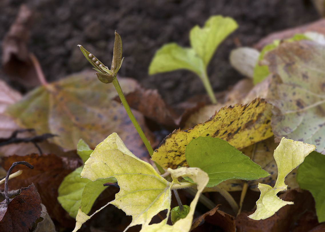 Image of Viola kamtschadalorum specimen.