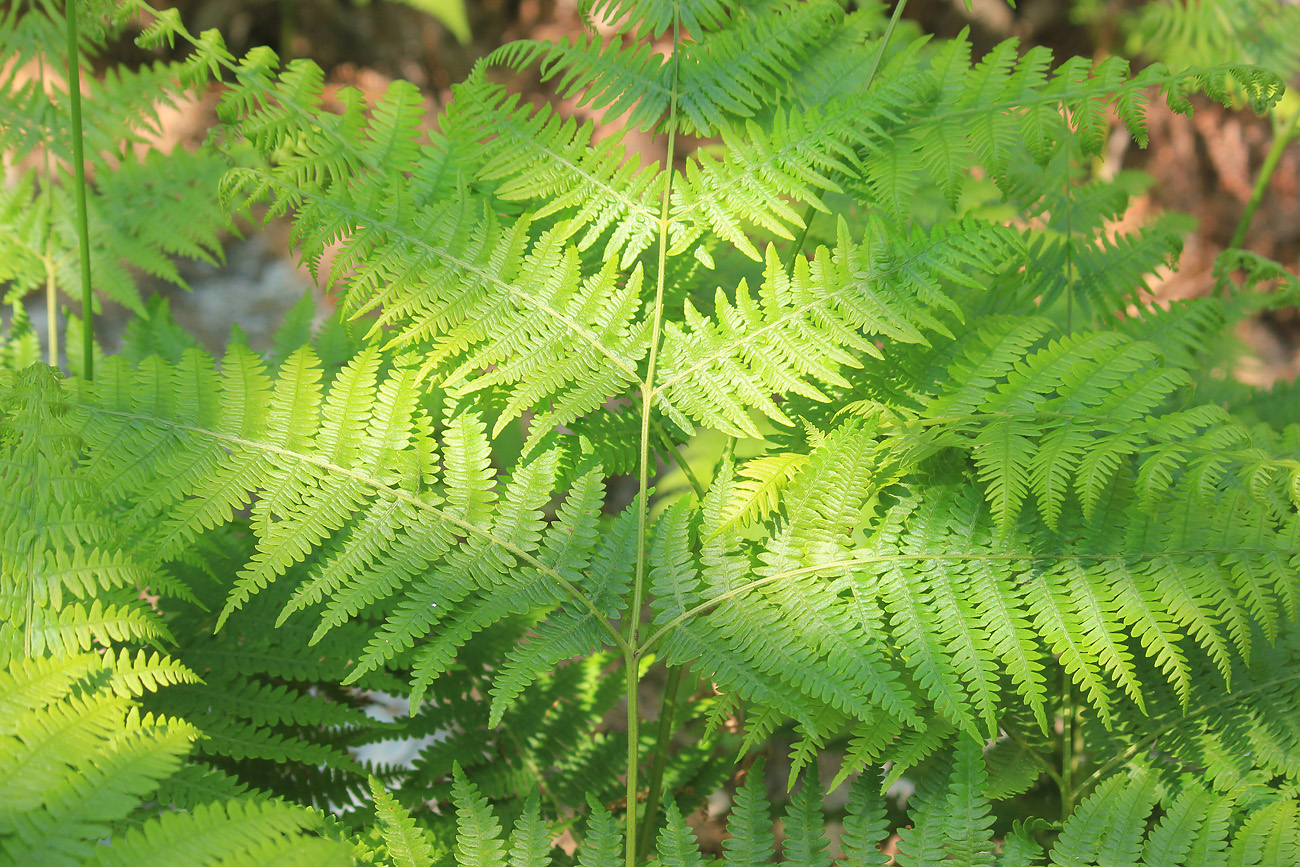 Изображение особи Pteridium tauricum.