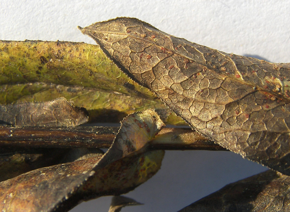 Image of Inula aspera specimen.