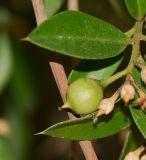 Bonellia macrocarpa